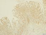 MMP17 Antibody in Immunohistochemistry (Paraffin) (IHC (P))
