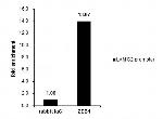 ZEB1 Antibody in ChIP Assay (ChIP)