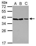POU6F1 Polyclonal Antibody