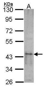 SKAP55 Antibody in Western Blot (WB)