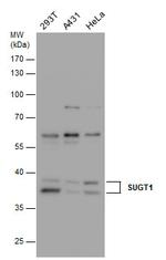 SUGT1 Antibody in Western Blot (WB)