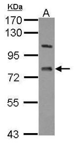 LSS Antibody in Western Blot (WB)