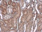 USP5 Antibody in Immunohistochemistry (Paraffin) (IHC (P))