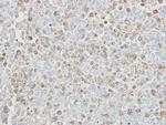 USP5 Polyclonal Antibody
