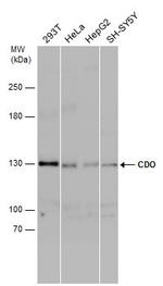 CDO Antibody in Western Blot (WB)