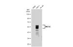 MEF2C Antibody in Western Blot (WB)