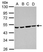ATXN10 Antibody in Western Blot (WB)