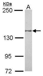 MINK1 Antibody in Western Blot (WB)