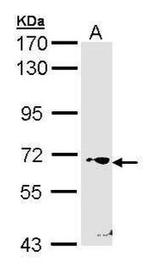 RORC Antibody in Western Blot (WB)