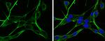 NAGLU Polyclonal Antibody
