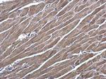 RRAS Antibody in Immunohistochemistry (Paraffin) (IHC (P))