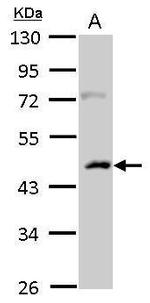 CSNK1A1L Antibody in Western Blot (WB)