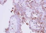 RNase1 Antibody in Immunohistochemistry (Paraffin) (IHC (P))