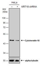 Cytokeratin 18 Antibody in Western Blot (WB)