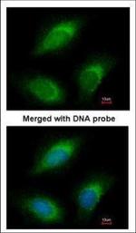 RGL2 Polyclonal Antibody