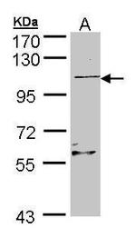 RGL2 Antibody in Western Blot (WB)