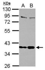 SEPP1 Antibody in Western Blot (WB)