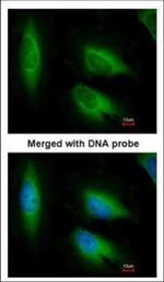 EEF1E1 Polyclonal Antibody