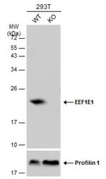 EEF1E1 Antibody in Western Blot (WB)