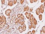 Cathepsin O Antibody in Immunohistochemistry (Paraffin) (IHC (P))