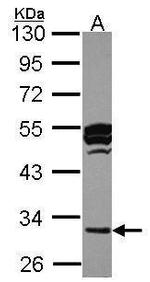 Cathepsin O Antibody in Western Blot (WB)