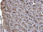 WNT7A Polyclonal Antibody