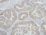 SRPR Polyclonal Antibody