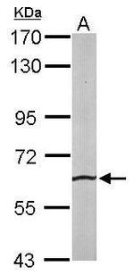 SRPR Antibody in Western Blot (WB)