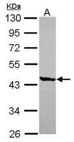 SIRT7 Antibody in Western Blot (WB)