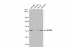 NPAS2 Antibody in Western Blot (WB)