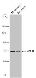 NPAS2 Antibody in Western Blot (WB)
