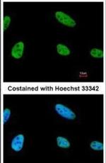 NPAS2 Antibody in Immunocytochemistry (ICC/IF)
