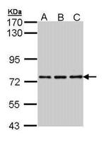 NPAS2 Antibody in Western Blot (WB)