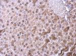 NFIB Polyclonal Antibody