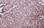 GluD1 Antibody in Immunohistochemistry (Paraffin) (IHC (P))