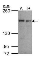 SEC31A Antibody in Western Blot (WB)