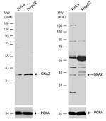 GNAZ Antibody in Western Blot (WB)