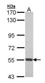 PCTAIRE3 Polyclonal Antibody
