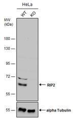 RIP2 Antibody in Western Blot (WB)