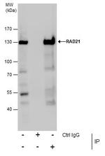 RAD21 Antibody in Immunoprecipitation (IP)