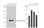 Catenin alpha-1 Antibody in Western Blot (WB)