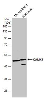 CaMKIV Antibody in Western Blot (WB)