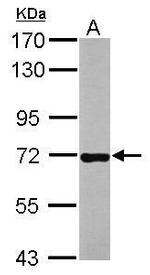 CD97 Antibody in Western Blot (WB)
