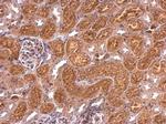 CaMKI Antibody in Immunohistochemistry (Paraffin) (IHC (P))
