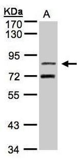 TLE2 Antibody in Western Blot (WB)