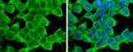 ATG4D Polyclonal Antibody