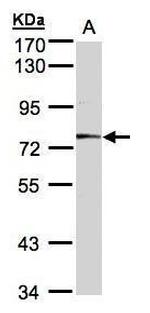 MEP1A Polyclonal Antibody