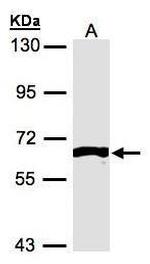 FRK Polyclonal Antibody