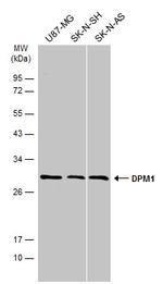 DPM1 Polyclonal Antibody