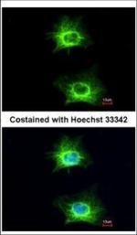 WNK1 Polyclonal Antibody